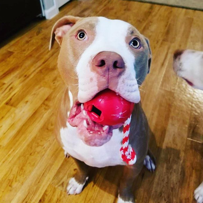USA-K9 Cherry Bomb Rubber Dog Chew Toy | K9 Handler Reward Toy | Blue | USA Made by SodaPup/True Dogs, LLC