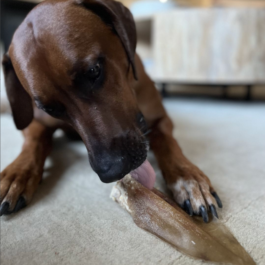 Natural Cow Ear by Bully Bunches