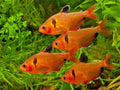 Serpae Tetra (PACK OF 6) by Danaqua Live Fish & More