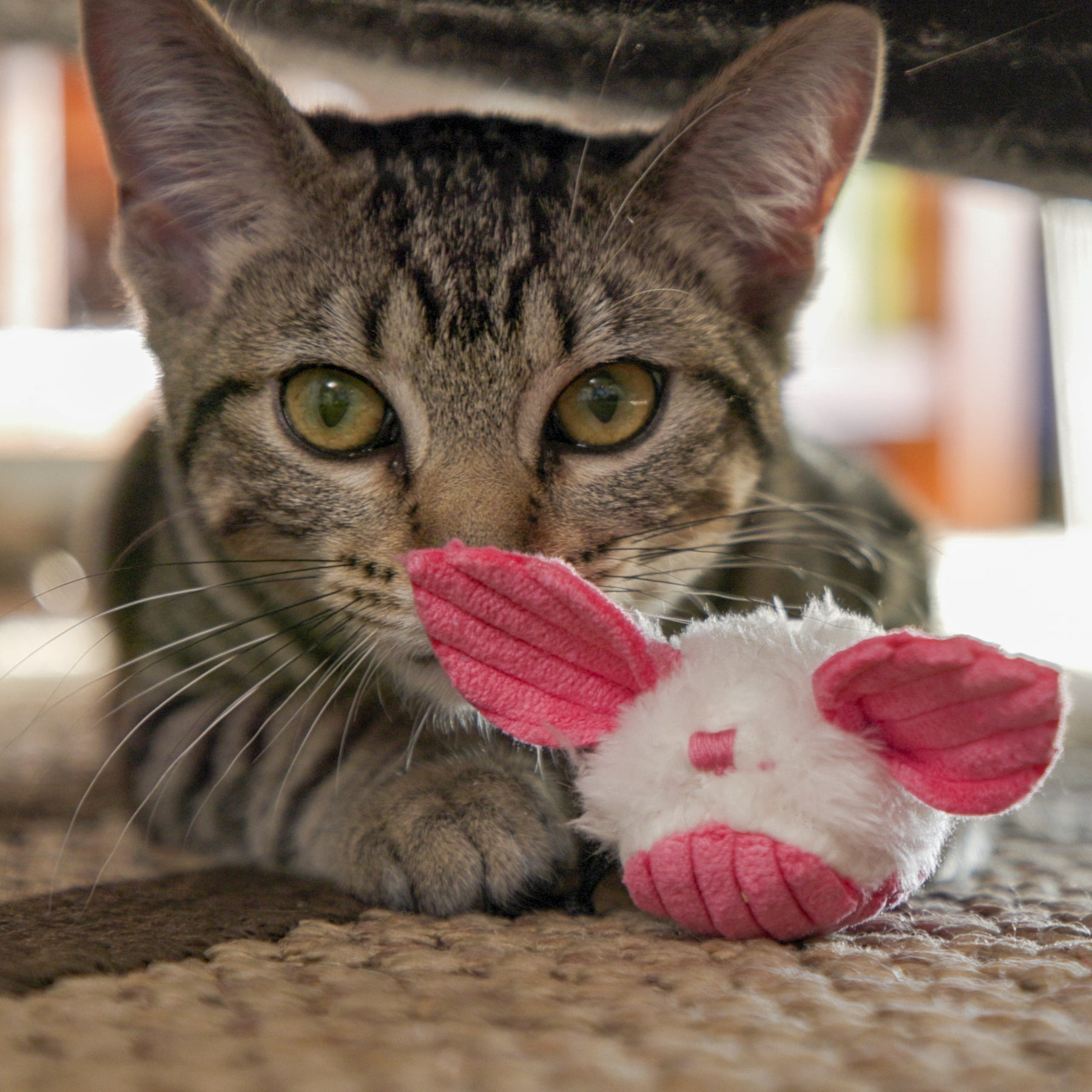 HuggleKats® Dust Bunnies Cat Toys, 3 Pack by HuggleHounds