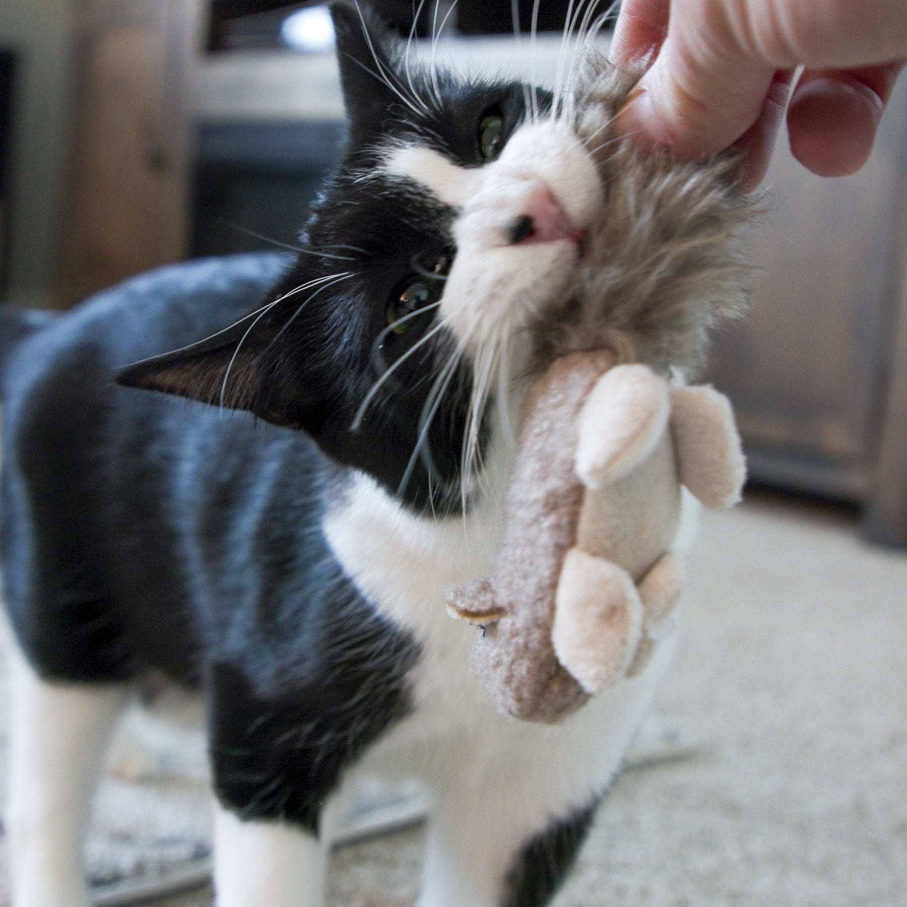 HuggleKats® Wee Fellar Squirrelie Cat Toy by HuggleHounds