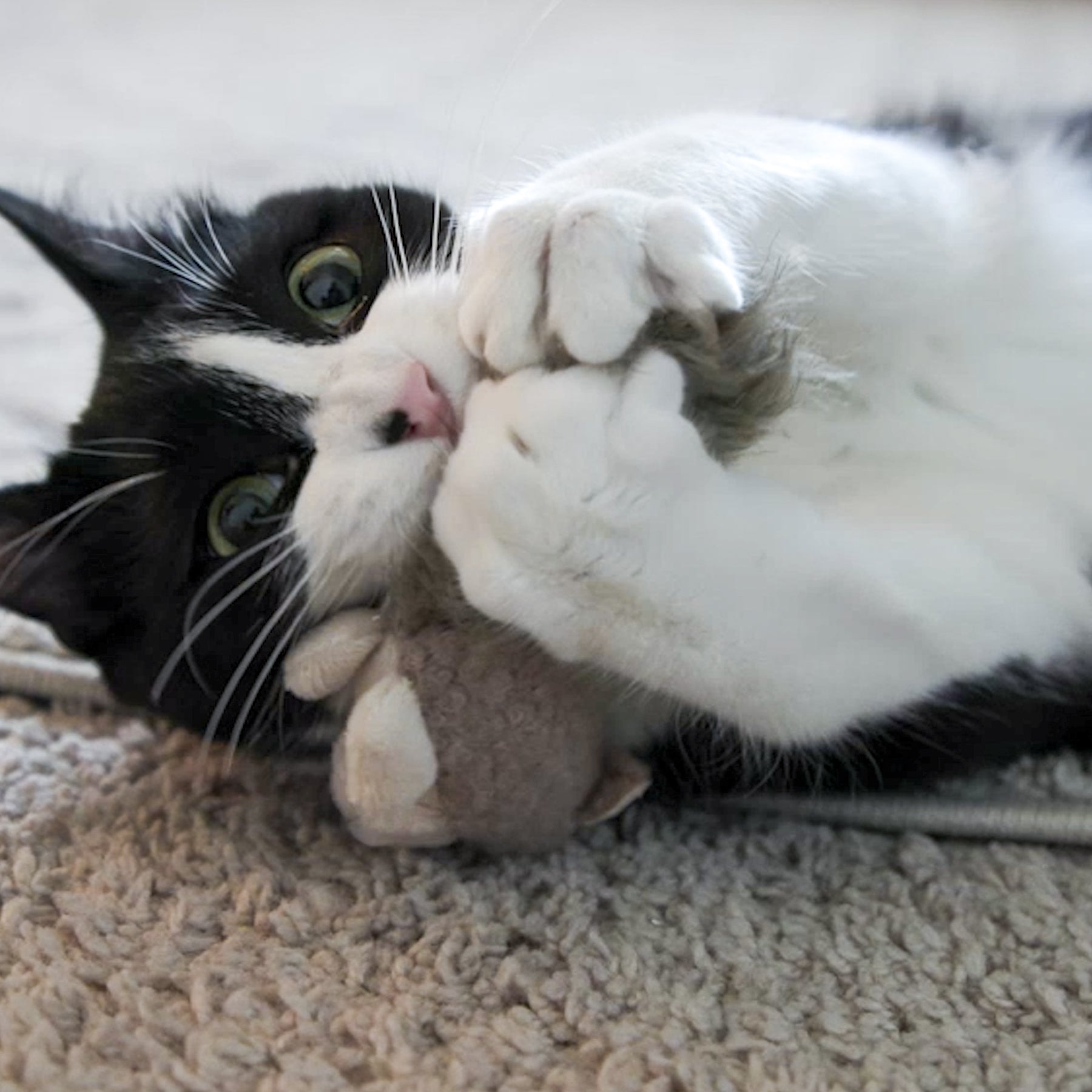 HuggleKats® Wee Fellar Squirrelie Cat Toy by HuggleHounds