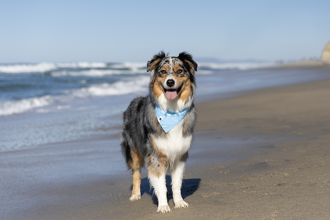 Shores Dog Reversible Bandana by Dog Bandana Co.