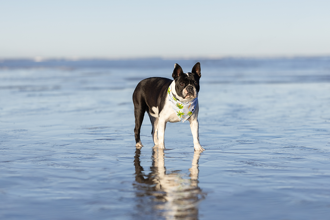 Shores Dog Reversible Bandana by Dog Bandana Co.