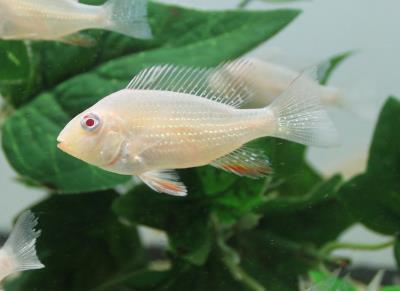 Albino Geophagus Heckelii- Albino Threadfin Acara 2.5"-3" by Danaqua Live Fish & More