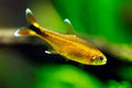 Silver Tip Tetra by Danaqua Live Fish & More