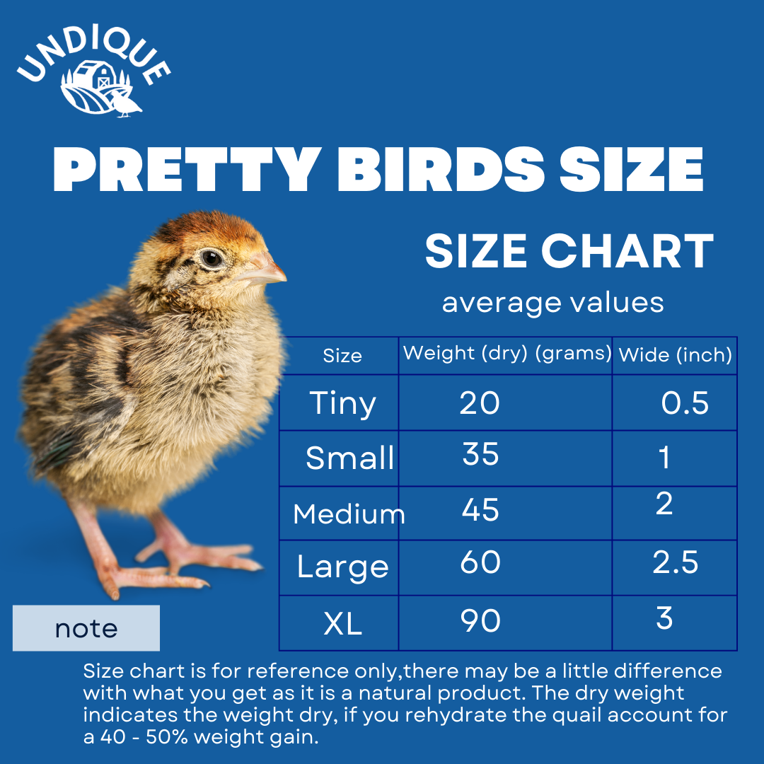 Buddy's Pretty Birds Whole Quail Chicks XL, 3 Count by Quailz.com by Undique LLC