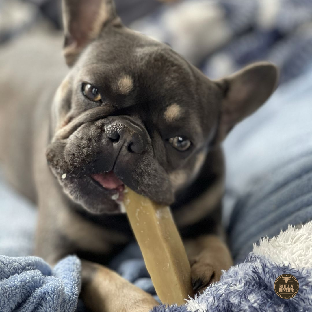 Himalayan Yak Chew (SMALL) by Bully Bunches