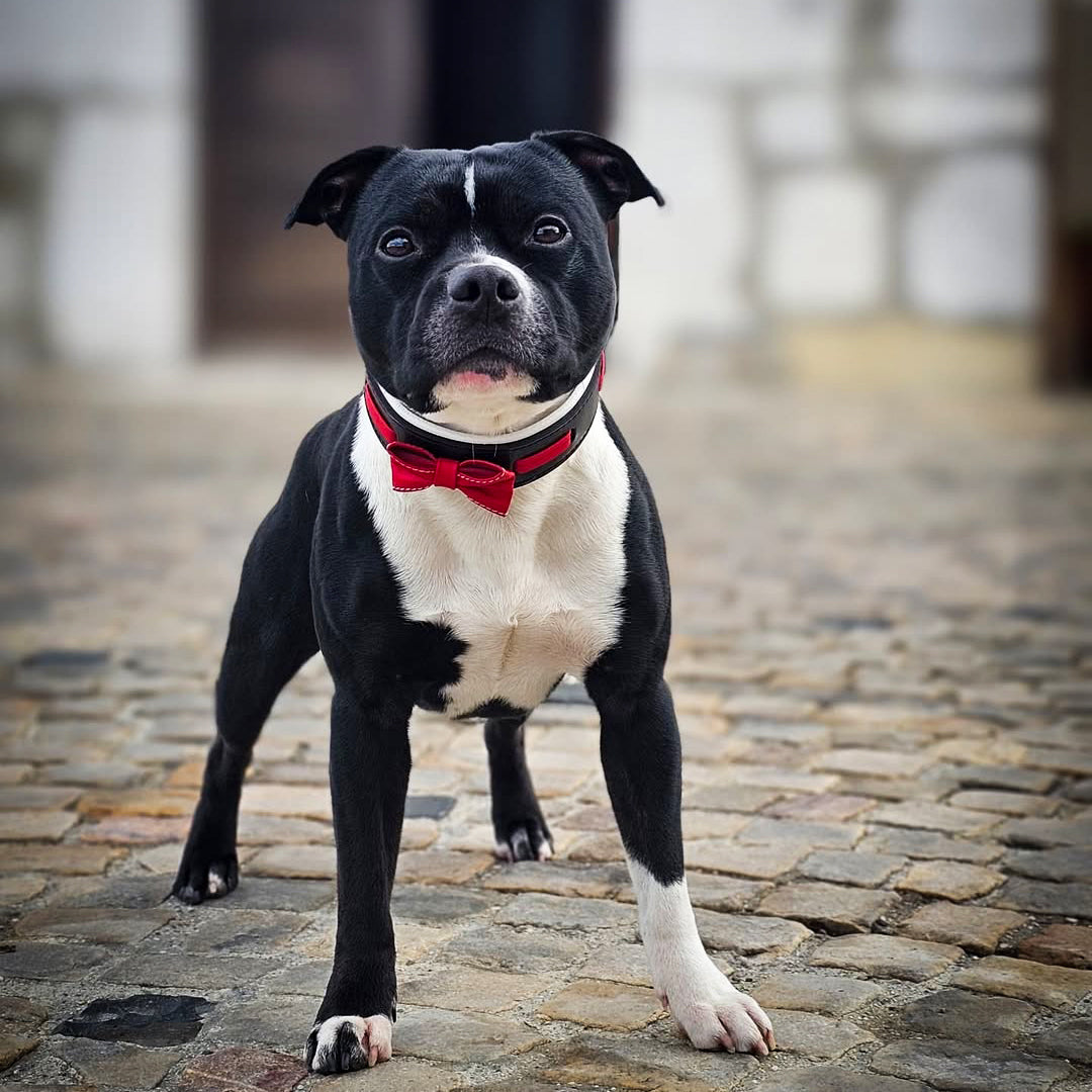 The "Bowtie" collar black by Bestia Dog Gear