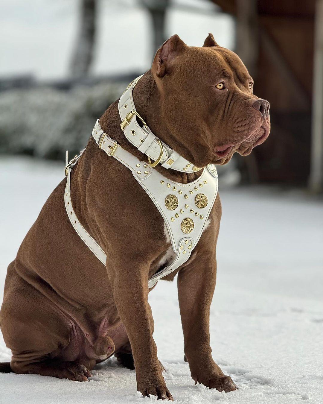 The "Maximus" collar 2.5 inch wide white & gold by Bestia Dog Gear