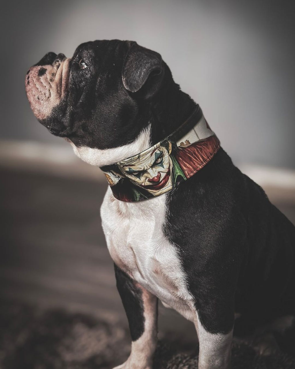 The Joker Limited Collar by Bestia Dog Gear