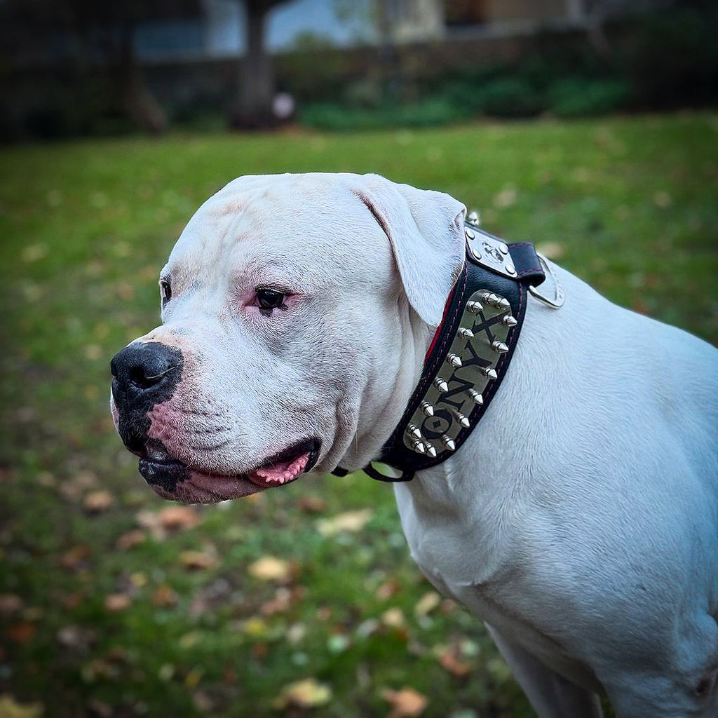 The "Kennel" collar- personalized! by Bestia Dog Gear