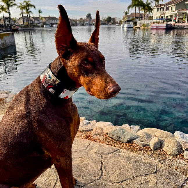 The Harley Limited Collar by Bestia Dog Gear