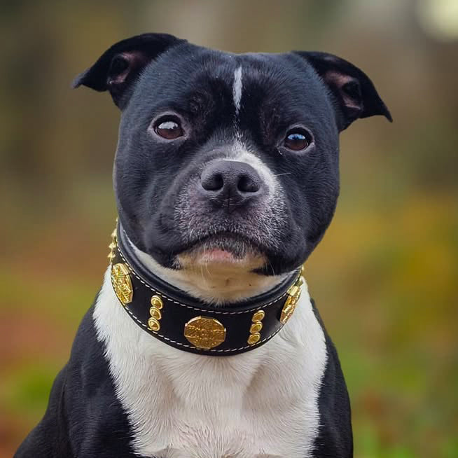 The "Maximus" collar 2 inch wide gold decoration by Bestia Dog Gear