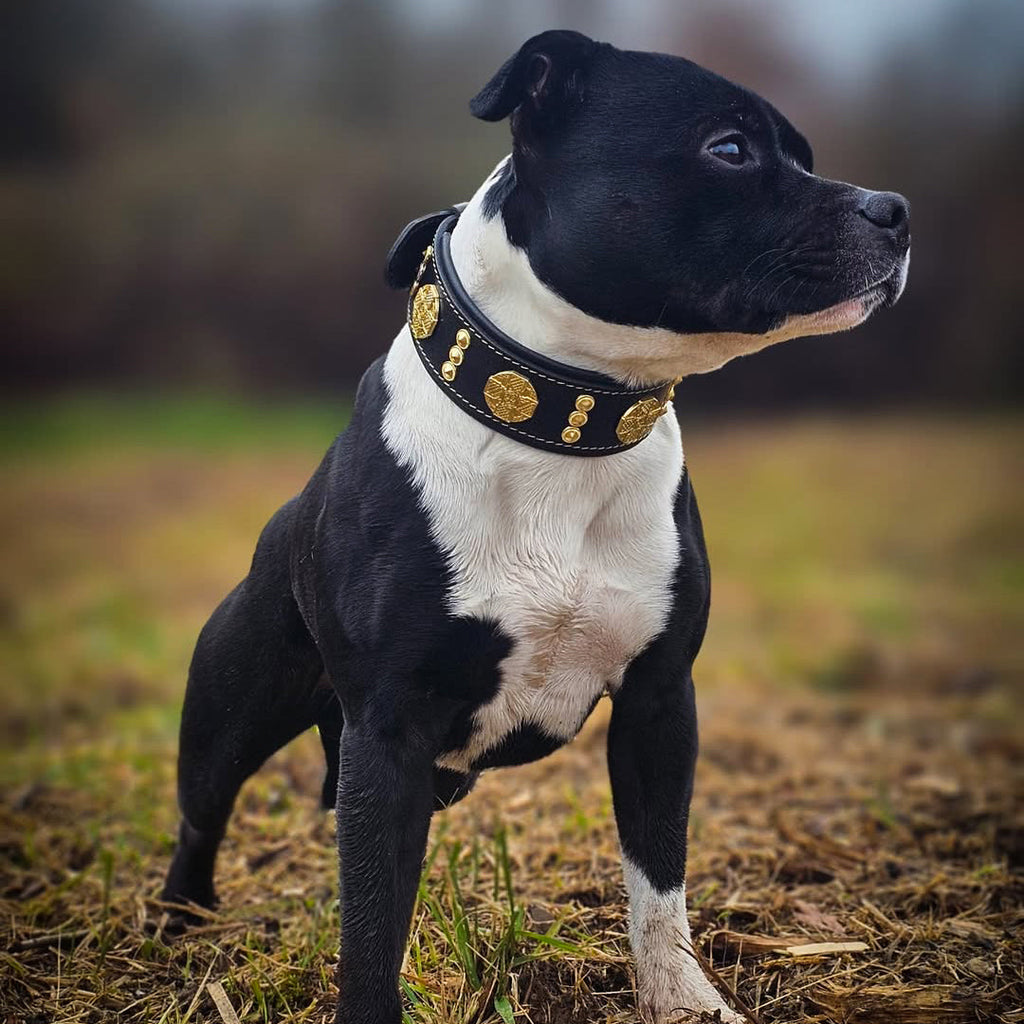 The "Maximus" collar 2 inch wide gold decoration by Bestia Dog Gear