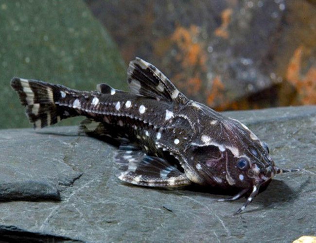 Spotted Raphael Catfish by Danaqua Live Fish & More