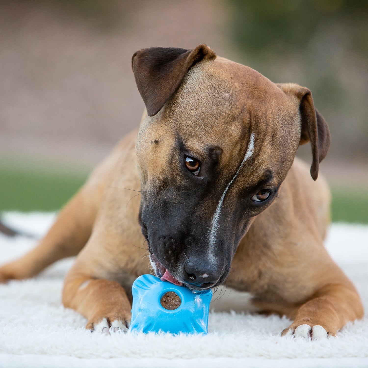 Jolly Chew Squarble by Jolly Pets