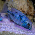 Blue Dolphin Hap Cichlid (Cyrtocara moorii) by Danaqua Live Fish & More