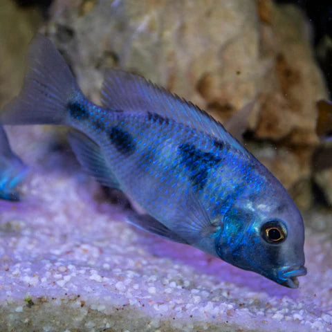 Blue Dolphin Hap Cichlid (Cyrtocara moorii) by Danaqua Live Fish & More