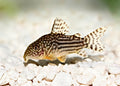 Corydoras sterbai by Danaqua Live Fish & More