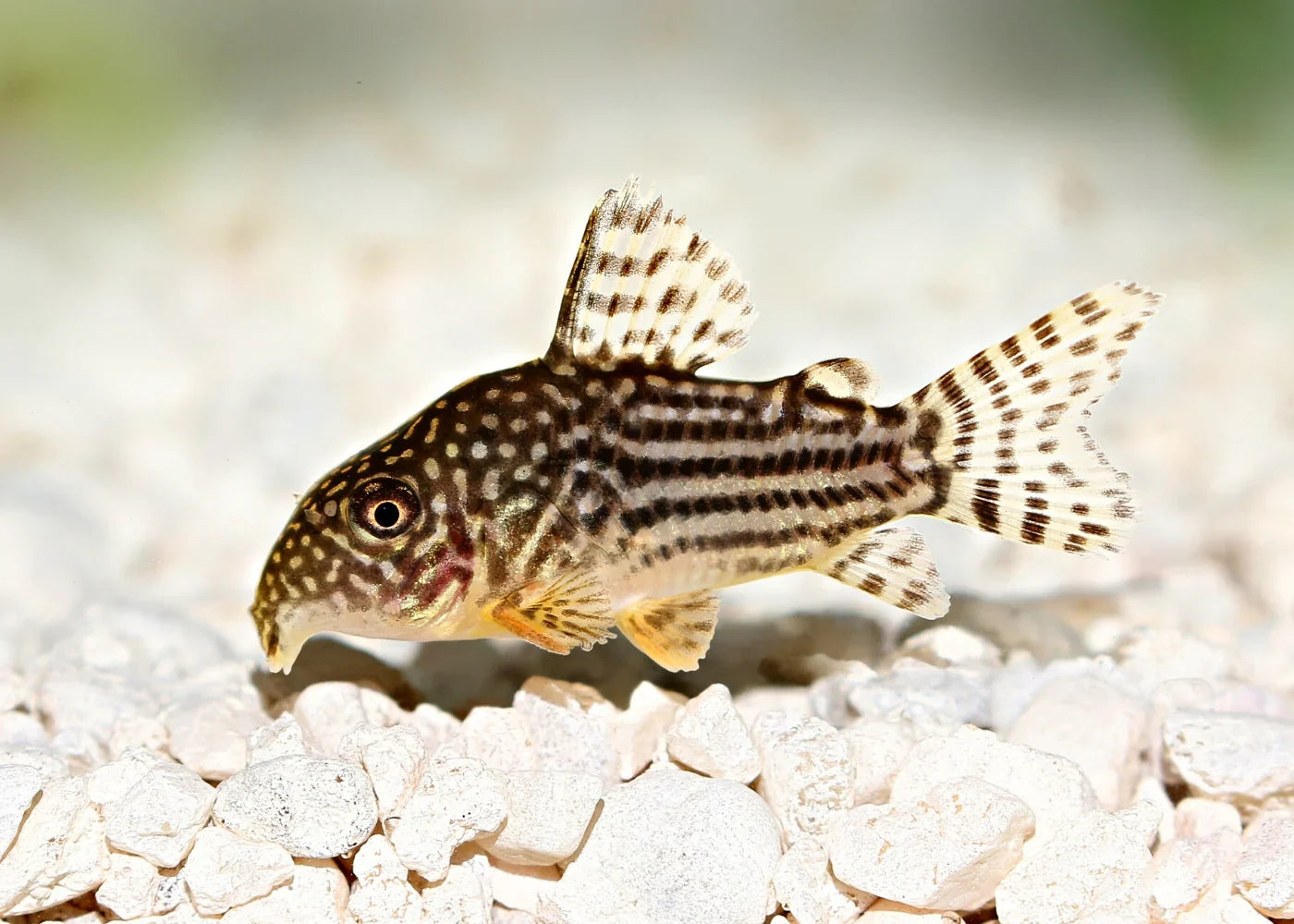 Corydoras sterbai by Danaqua Live Fish & More