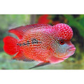 Hump Head Flowerhorn 4.5”-5” by Danaqua Live Fish & More