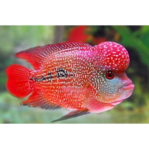 Hump Head Flowerhorn 4.5”-5” by Danaqua Live Fish & More