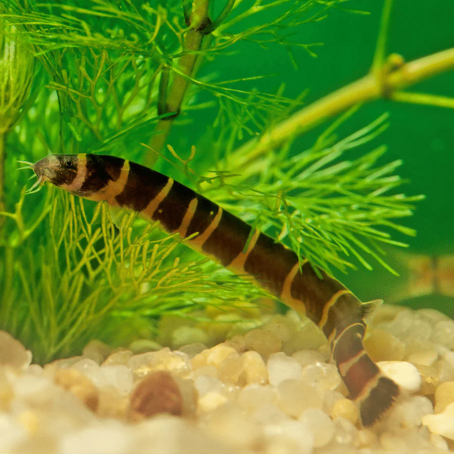 Kuhli Loach by Danaqua Live Fish & More