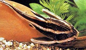 Striped Raphael Cat by Danaqua Live Fish & More
