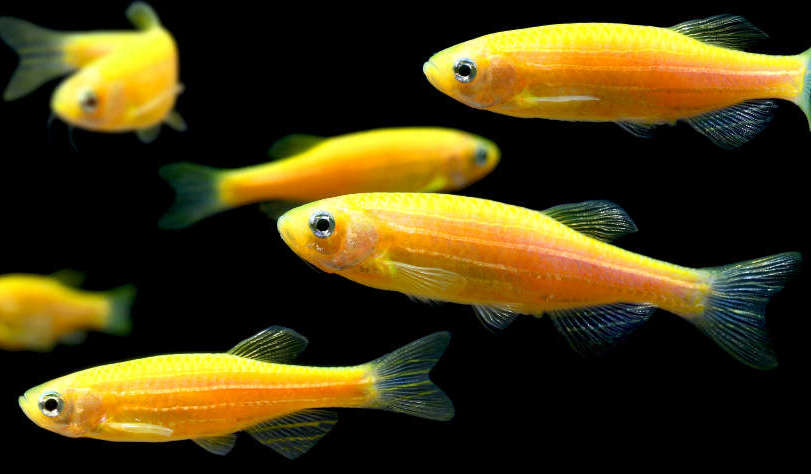 Zebra Danios by Danaqua Live Fish & More