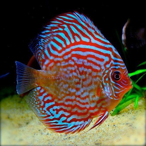 SUPER RED TURQUOISE DISCUS by Danaqua Live Fish & More