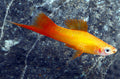 Marigold Swordtail by Danaqua Live Fish & More