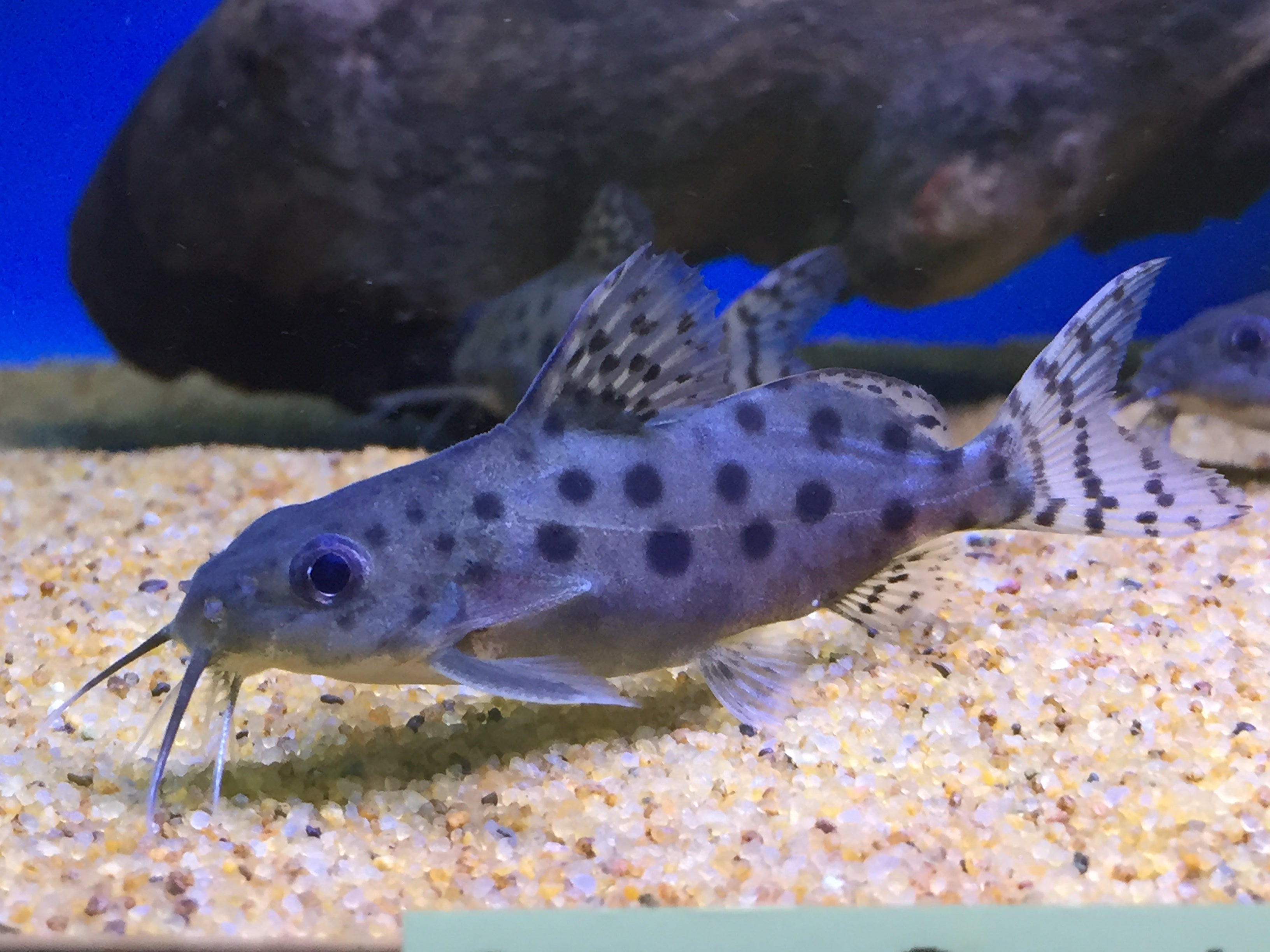 Synodontis ocellifer by Danaqua Live Fish & More