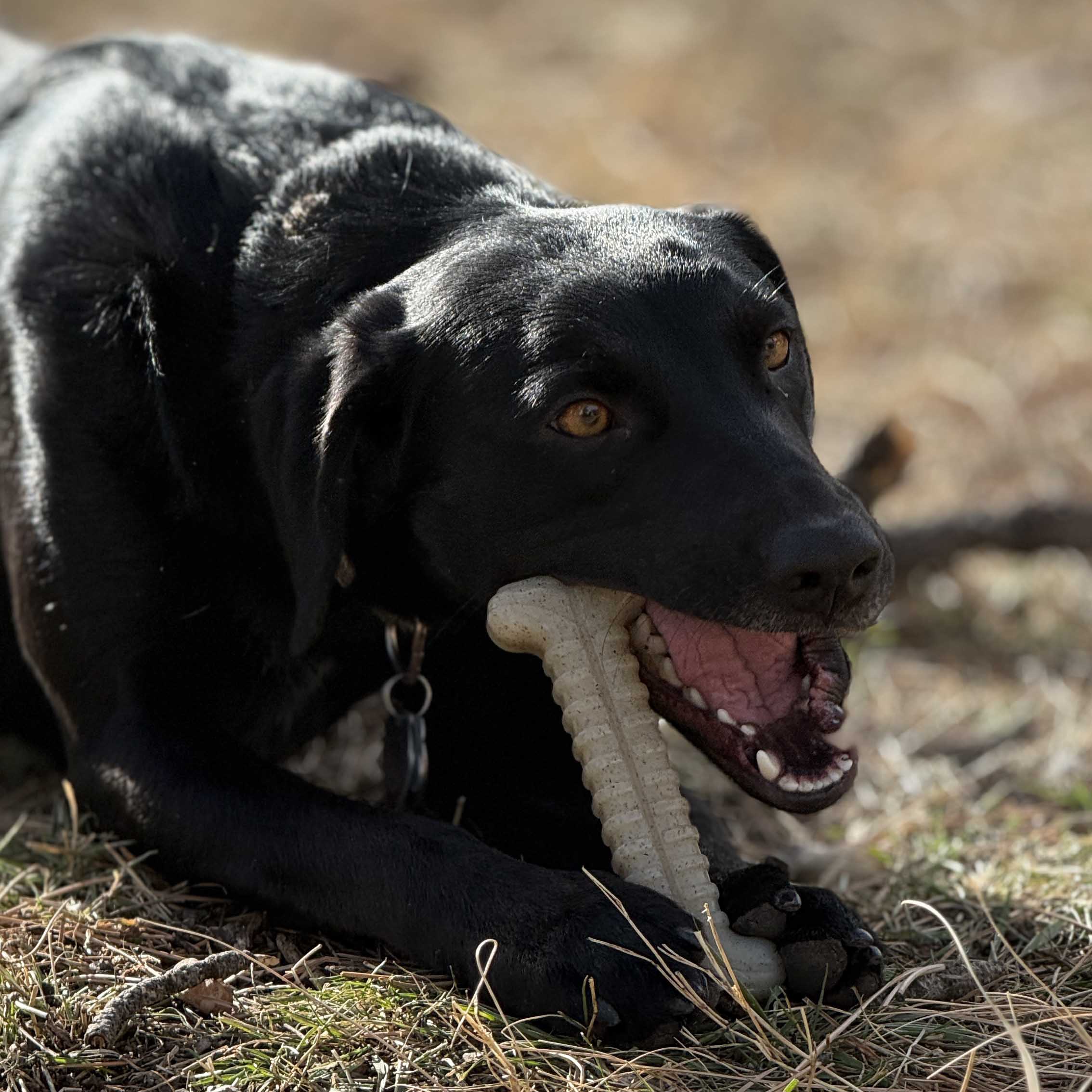 Tough Bone Nylon Chew Bone | Ultra-Durable Dog Toy for Aggressive Chewers | SodaPup by SodaPup/True Dogs, LLC