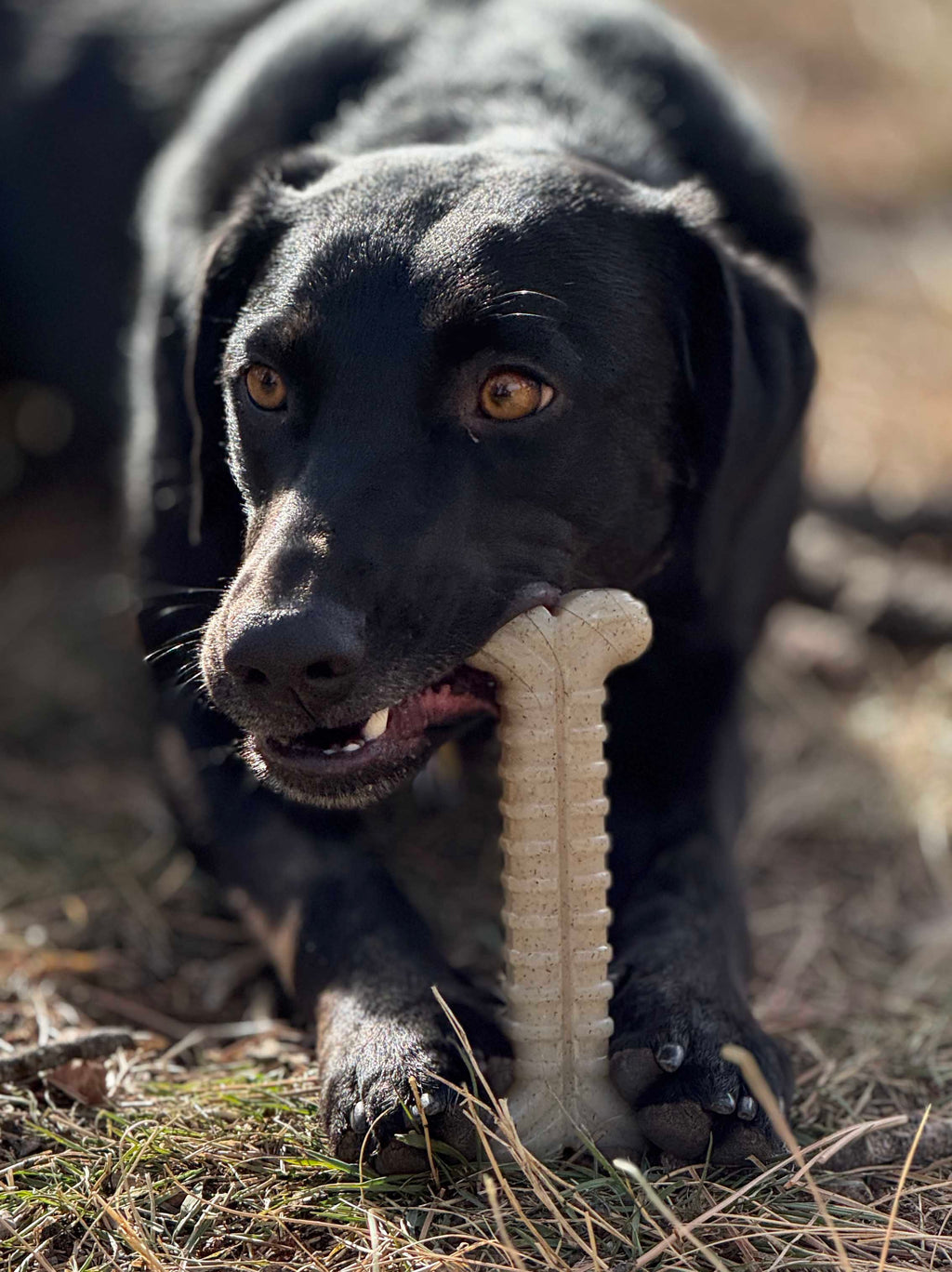 Tough Bone Nylon Chew Bone | Ultra-Durable Dog Toy for Aggressive Chewers | SodaPup by SodaPup/True Dogs, LLC