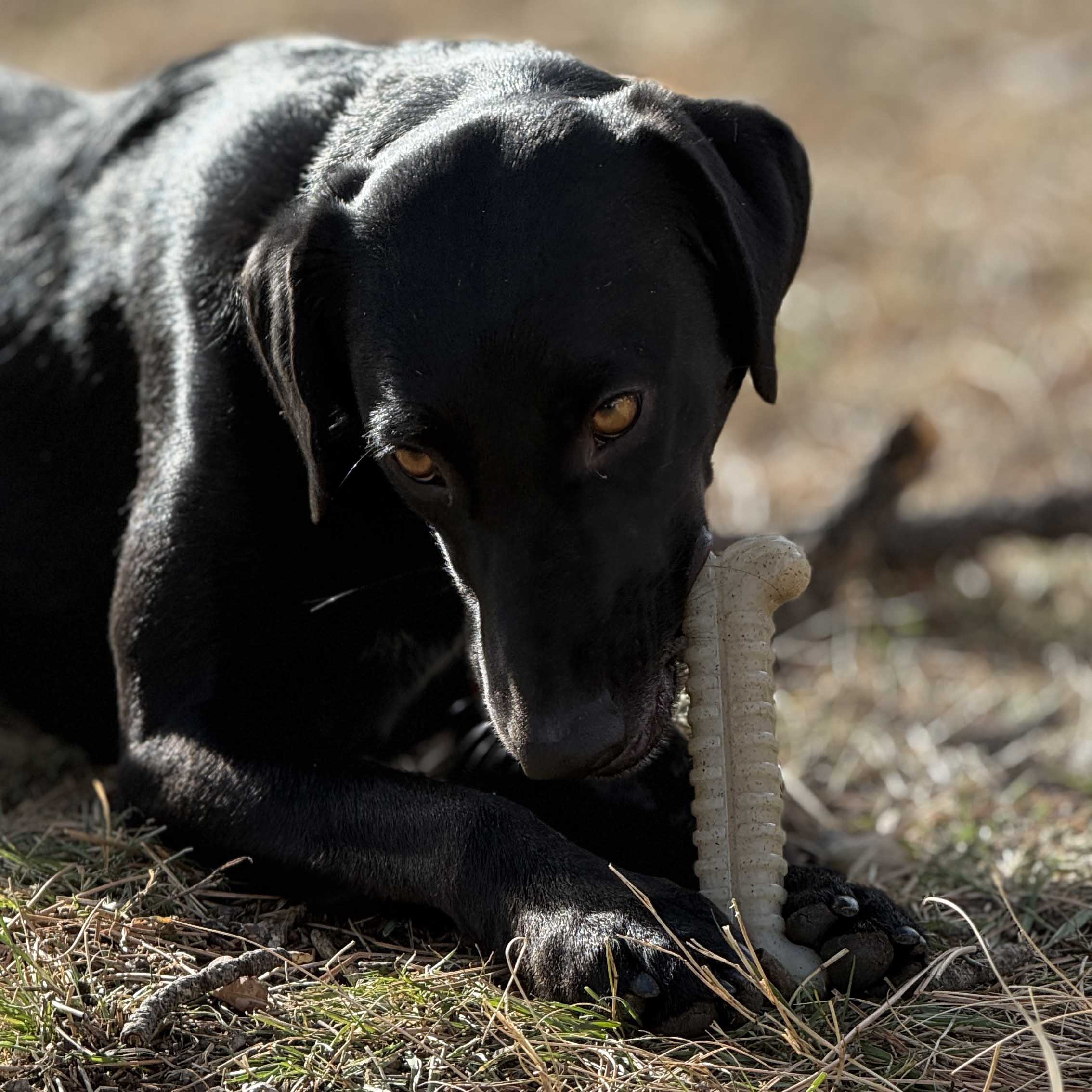 Tough Bone Nylon Chew Bone | Ultra-Durable Dog Toy for Aggressive Chewers | SodaPup by SodaPup/True Dogs, LLC