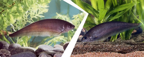 African knifefish by Danaqua Live Fish & More