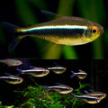 Black Neon Tetra PACK OF 6