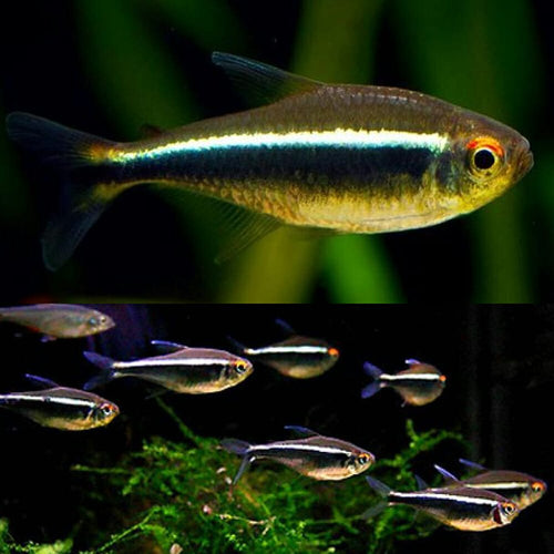 Black Neon Tetra PACK OF 6 by Danaqua Live Fish & More