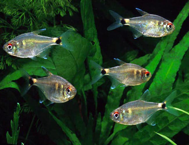 Head & Tail Light PACK OF 6 by Danaqua Live Fish & More
