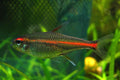 Glow Light Tetra by Danaqua Live Fish & More