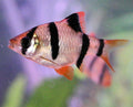 Tiger Barb red fin