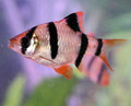 Tiger Barb Colored by Danaqua Live Fish & More