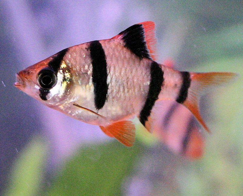 Tiger Barb Colored