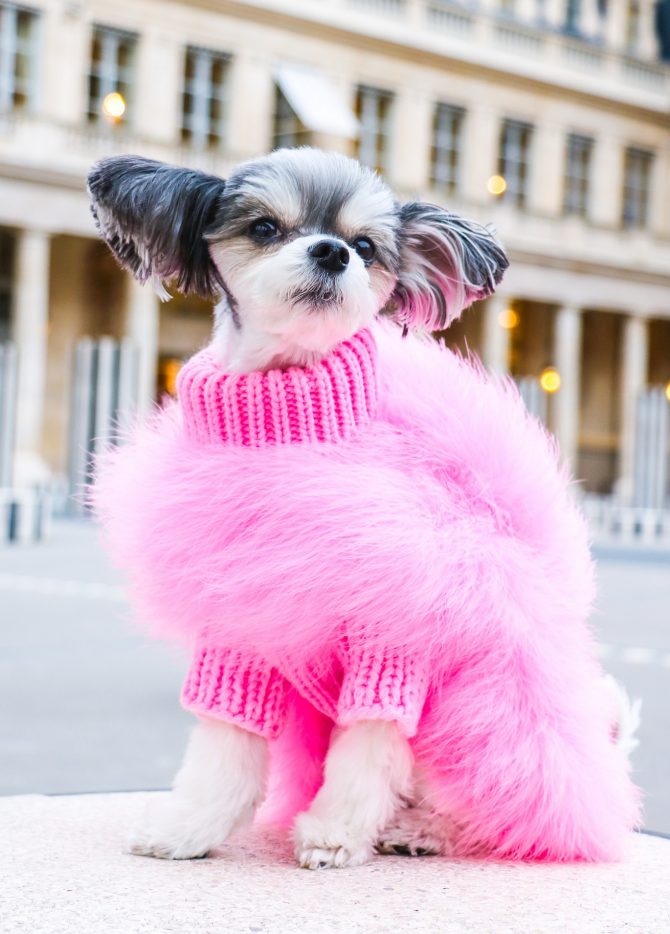 Haute Couture Feathered Luxury Pet Sweater by Furr Baby Gifts