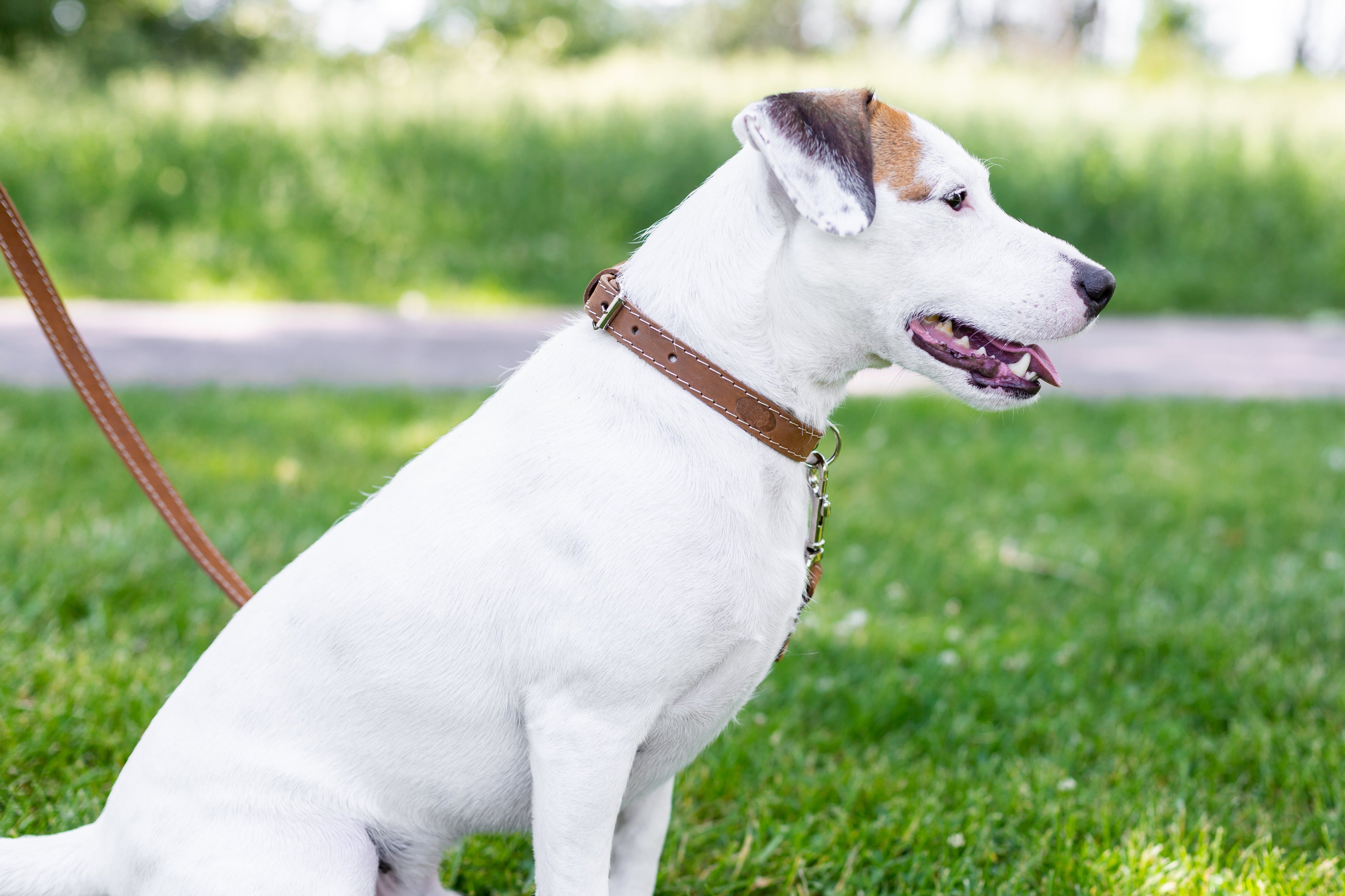 Pro Line Hunting Leather Collar and Leash Set by Euro-Dog Collars and Leads