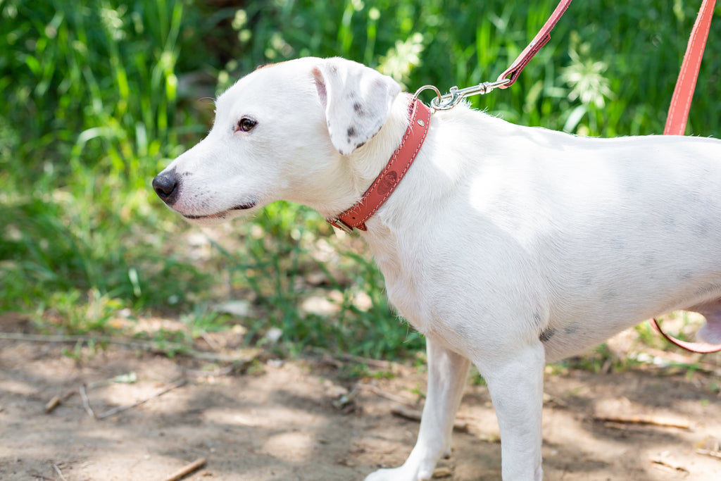 Pro Line Hunting Leather Collar and Leash Set by Euro-Dog Collars and Leads