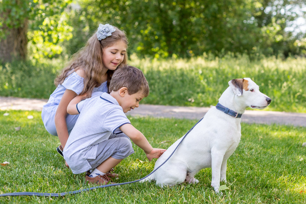 Pro Line Hunting Leather Collar and Leash Set by Euro-Dog Collars and Leads