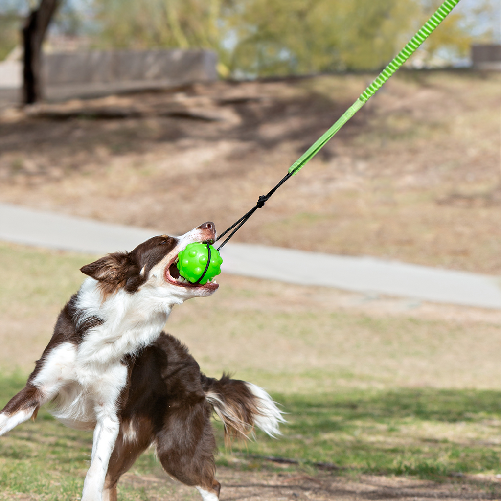 Tree Tugger by Jolly Pets