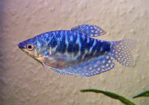 Blue gourami by Danaqua Live Fish & More